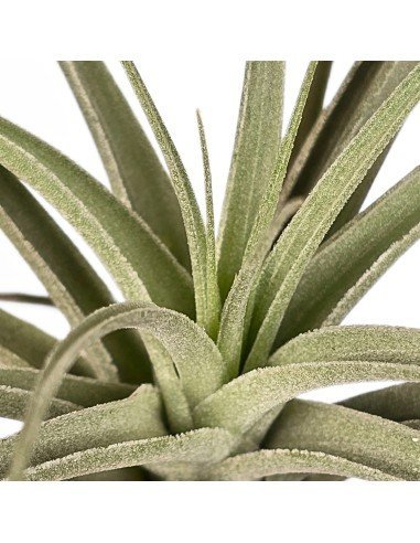 Tillandsia Ed Doherty (Aeranthos x Leonamiana)