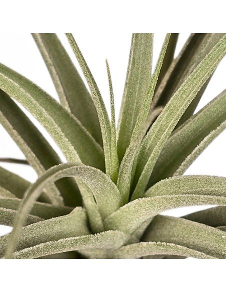 Tillandsia Ed Doherty 2