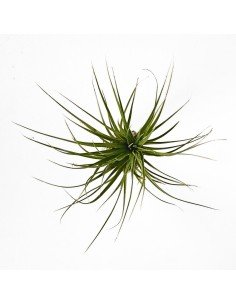 Tillandsia Tenuifolia C.V. Emerald Forest Green Leaves 2
