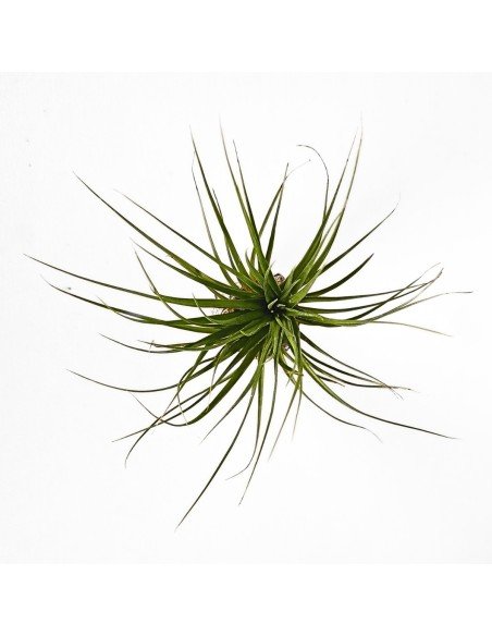 Tillandsia Tenuifolia C.V. Emerald Forest Green Leaves 2