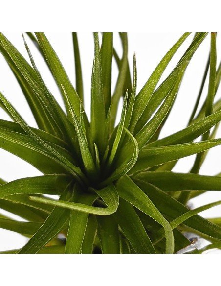 Tillandsia Tenuifolia C.V. Emerald Forest Green Leaves 3
