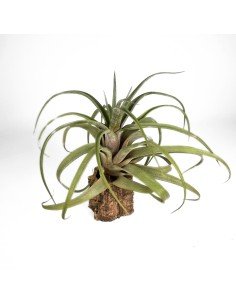 Tillandsia Novakii x Streptophylla Grex