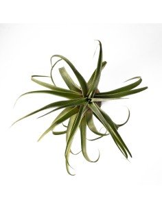 Tillandsia Novakii x Streptophylla Grex 2