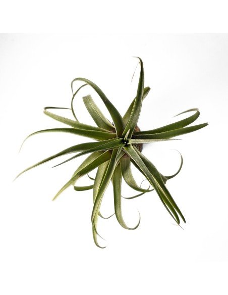 Tillandsia Novakii x Streptophylla Grex