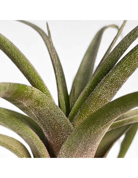 Tillandsia Novakii x Streptophylla Grex