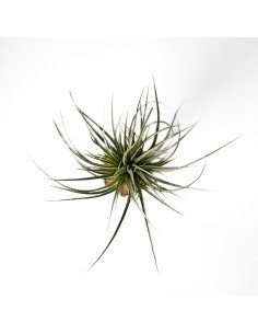 Tillandsia Funckiana x Brachycaulos 2