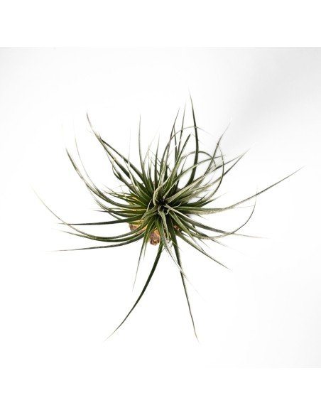 Tillandsia Funckiana x Brachycaulos 2