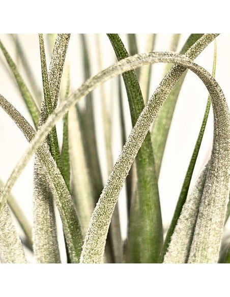 Tillandsia Funckiana x Brachycaulos 3
