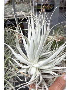 Gardneri Rupicola