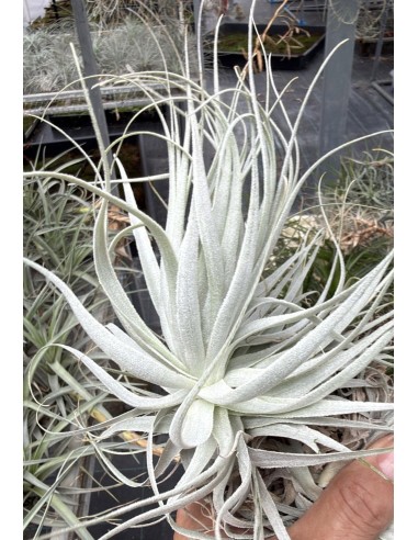 Gardneri Rupicola