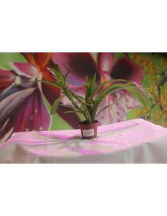 Neoregelia Ampulaceum
