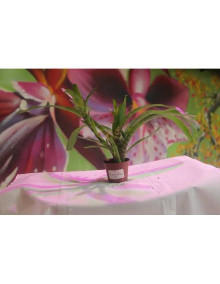Neoregelia Ampulaceum