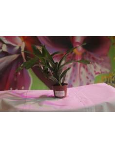 Neoregelia Fireball