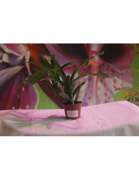 Neoregelia Fireball