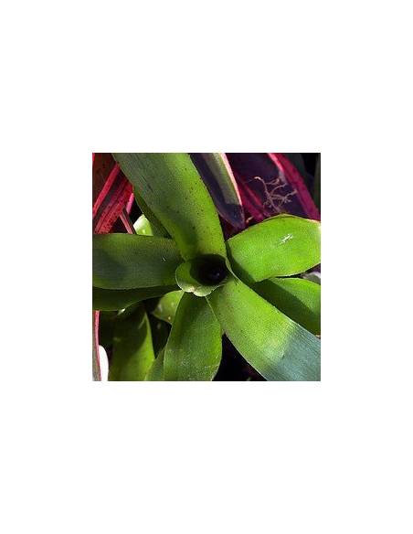Neoregelia Narziss?