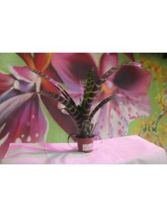 Vriasea Splendens