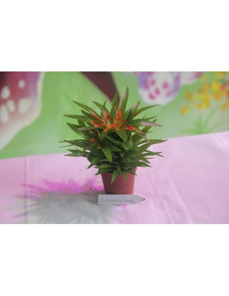 Guzmania Theresa