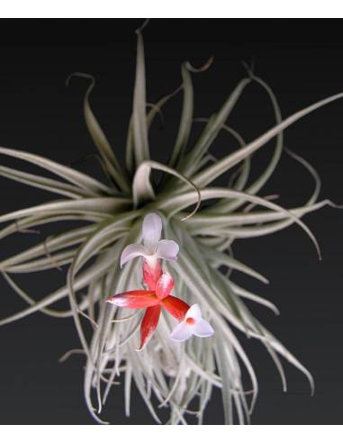 Tillandsia Leonamiana Ecoterrazas