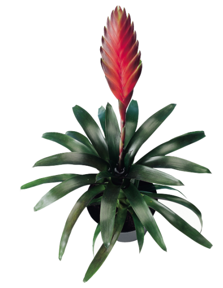 Vriesea duvaliana