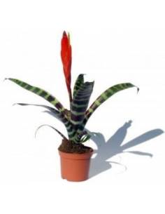 Vriasea Splendens 2