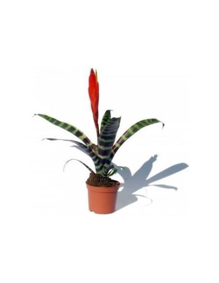 Vriasea Splendens