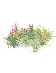 Pack of 16 tillandsias ionanthas Ecoterrazas