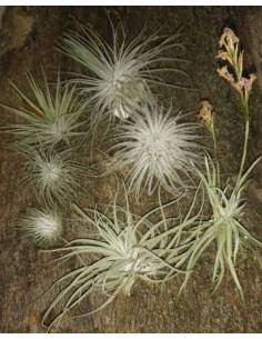 Pack of 7 Tillandsias Ecoterrazas