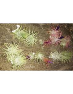 Pack of 16 tillandsias ionanthas Ecoterrazas 2