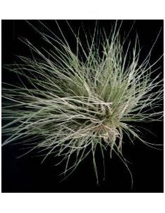 Bartrami simulata Tillandsia Ecoterrazas 2