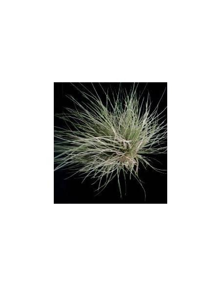 Bartrami simulata Tillandsia Ecoterrazas