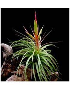 Concolor Tillandsia Ecoterrazas 2