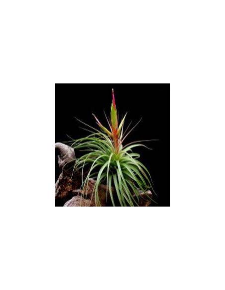 Concolor Tillandsia Ecoterrazas