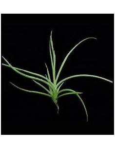 Caliginosa Tillandsia Ecoterrazas 2
