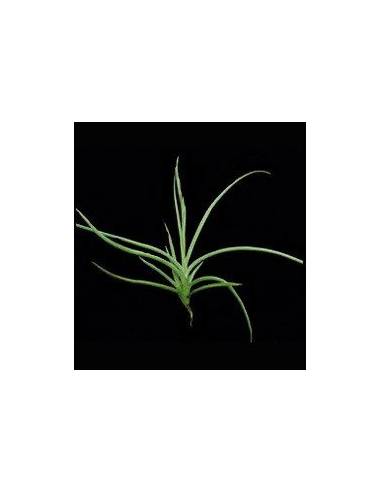 Caliginosa Tillandsia Ecoterrazas