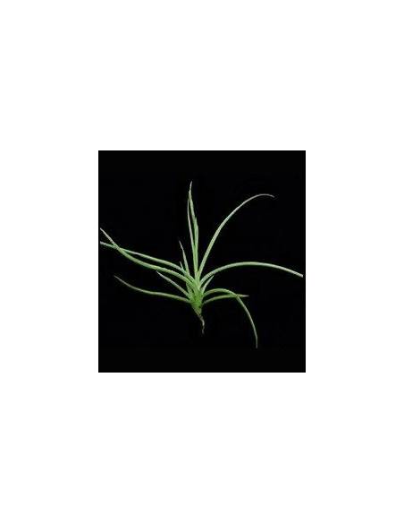 Caliginosa Tillandsia Ecoterrazas