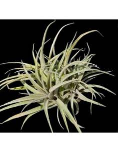 Capitata peach Pulk Tillandsia Ecoterrazas 2