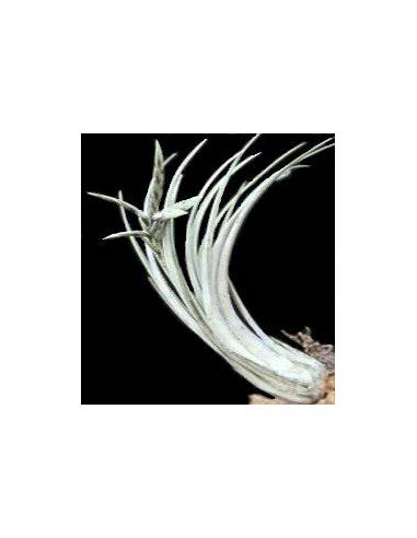 Disticha Tillandsia Ecoterrazas