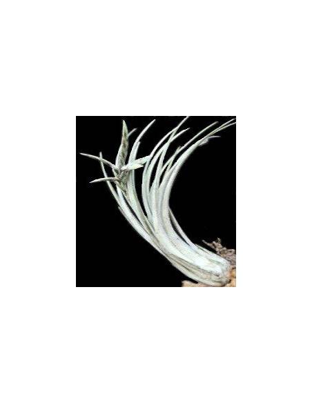 Tillandsia Disticha Ecoterrazas