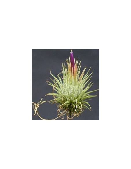 Tillandsia Ionantha Haselnuss Ecoterrazas