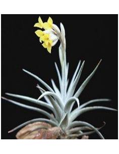 Tillandsia Ixioides Ecoterrazas 2