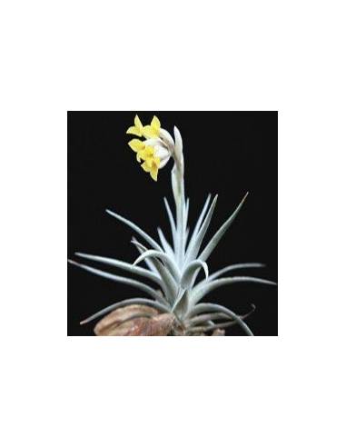 Tillandsia Ixioides Ecoterrazas