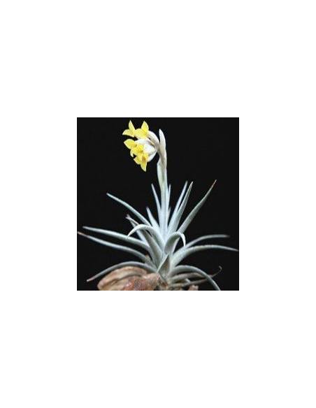 Tillandsia Ixioides Ecoterrazas