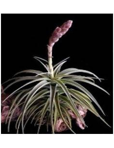 Tillandsia Latifolia Ecoterrazas 2