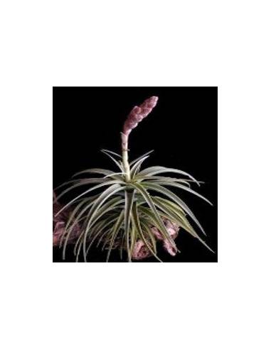 Latifolia Tillandsia Ecoterrazas