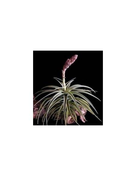 Latifolia Tillandsia Ecoterrazas