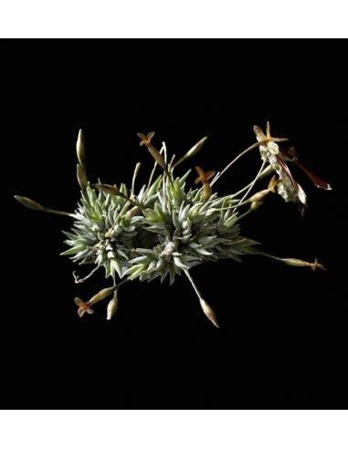 Aizoides Tillandsia Ecoterrazas