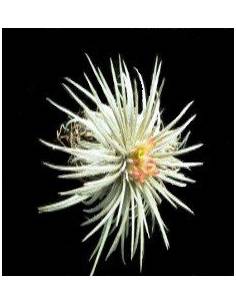 Tillandsia Atroviridipetala Ecoterrazas