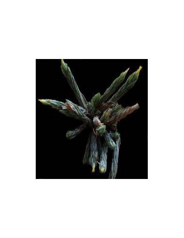 Bryoides Tillandsia Ecoterrazas