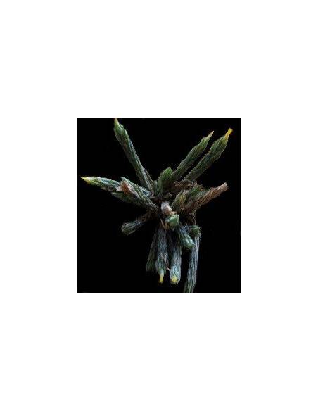Tillandsia Bryoides Ecoterrazas