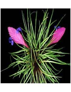Tillandsia Cyanea Pulk Ecoterrazas 2